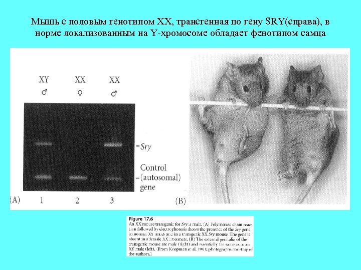 Мышь с половым генотипом XX, трансгенная по гену SRY(справа), в норме локализованным на Y-хромосоме