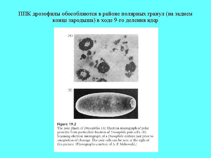 ППК дрозофилы обособляются в районе полярных гранул (на заднем конце зародыша) в ходе 9