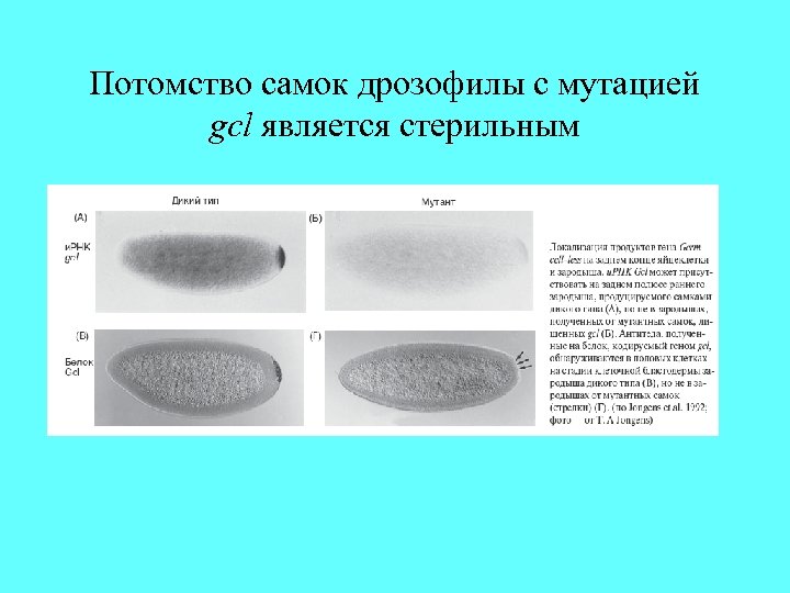 Потомство самок дрозофилы с мутацией gcl является стерильным 