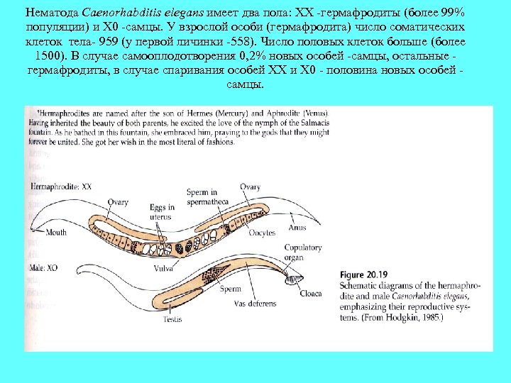 Нематода Caenorhabditis elegans имеет два пола: XX -гермафродиты (более 99% популяции) и X 0