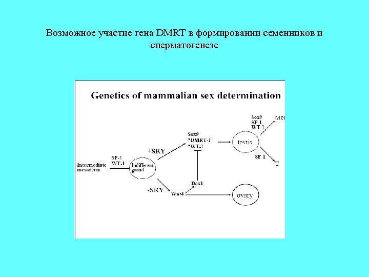 Возможное участие гена DMRT в формировании семенников и сперматогенезе 