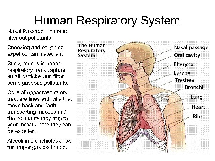 Human Respiratory System Nasal Passage – hairs to filter out pollutants Sneezing and coughing