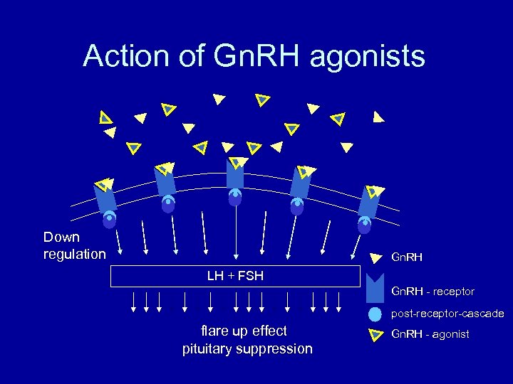 Action of Gn. RH agonists Down regulation Gn. RH LH + FSH Gn. RH