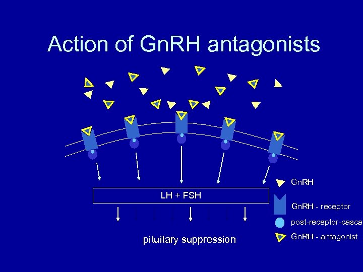 Action of Gn. RH antagonists Gn. RH LH + FSH Gn. RH - receptor