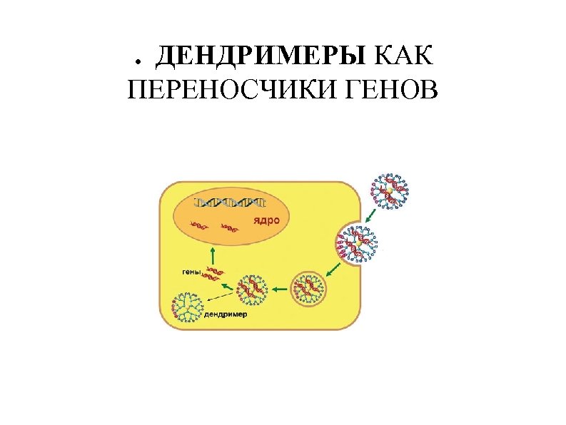 . ДЕНДРИМЕРЫ КАК ПЕРЕНОСЧИКИ ГЕНОВ 