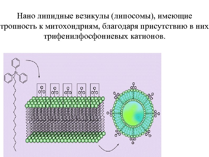 Нано липидные везикулы (липосомы), имеющие тропность к митохондриям, благодаря присутствию в них трифенилфосфониевых катионов.