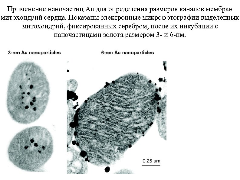 Применение наночастиц Au для определения размеров каналов мембран митохондрий сердца. Показаны электронные микрофотографии выделенных