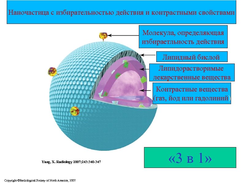 Наночастица с избирательностью действия и контрастными свойствами Figure 2: Diagram of microbubble constructed for