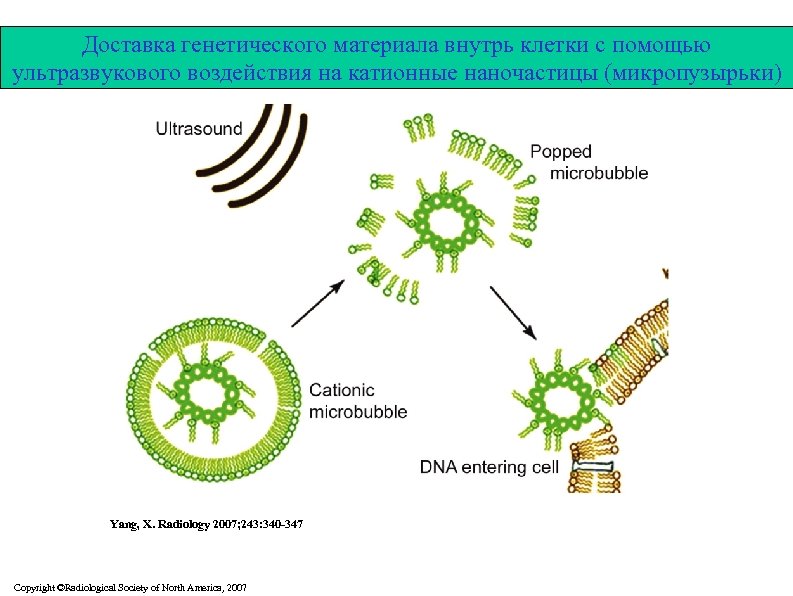 Figure 5: Diagram of enhanced gene delivery with ultrasound and microbubbles Доставка генетического материала