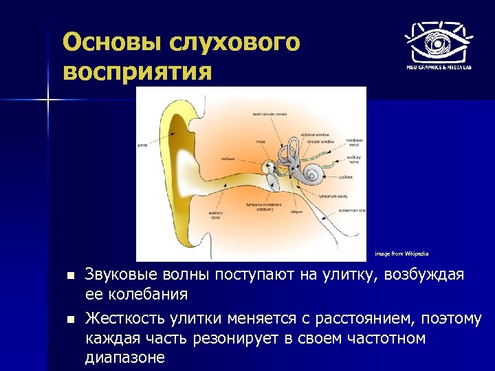 Основы слухового восприятия image from Wikipedia n n Звуковые волны поступают на улитку, возбуждая