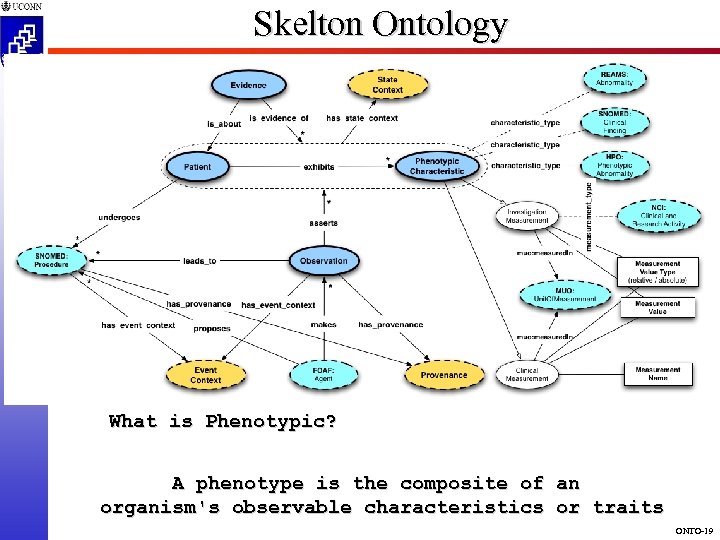 Skelton Ontology CSE 5810 What is Phenotypic? A phenotype is the composite of an