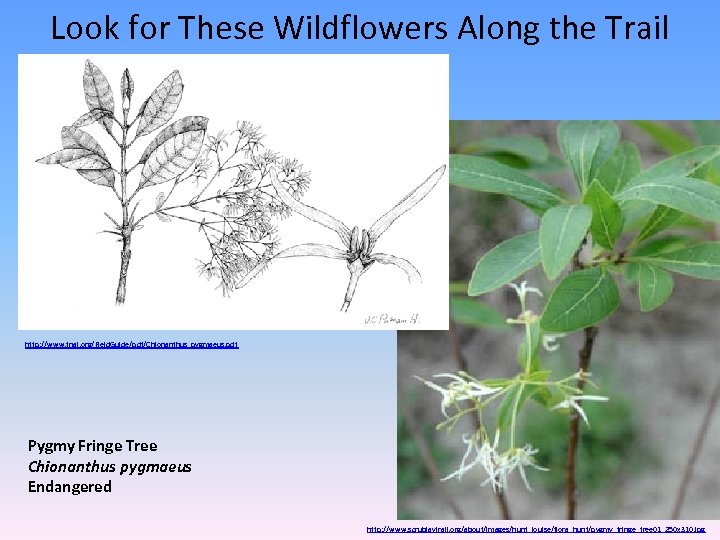 Look for These Wildflowers Along the Trail http: //www. fnai. org/Field. Guide/pdf/Chionanthus_pygmaeus. pdf Pygmy
