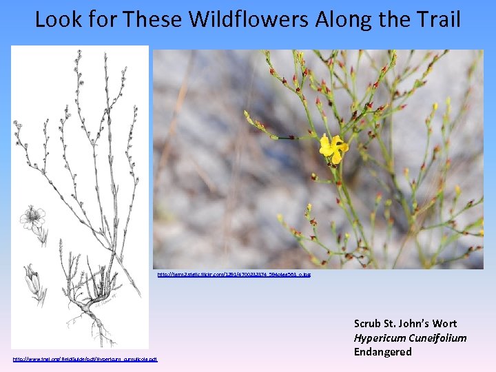 Look for These Wildflowers Along the Trail http: //farm 2. static. flickr. com/1291/4700232374_594 c