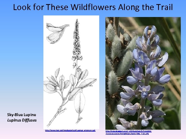 Look for These Wildflowers Along the Trail Sky-Blue Lupinus Diffuses http: //www. fnai. org/Field.
