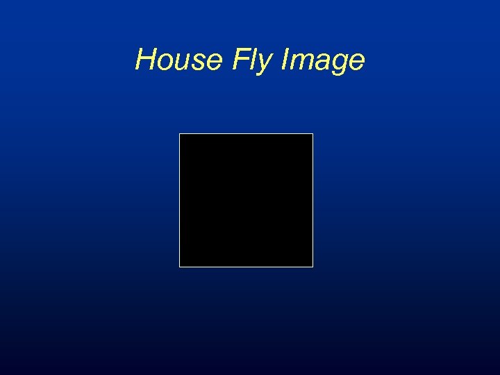 House Fly Image 