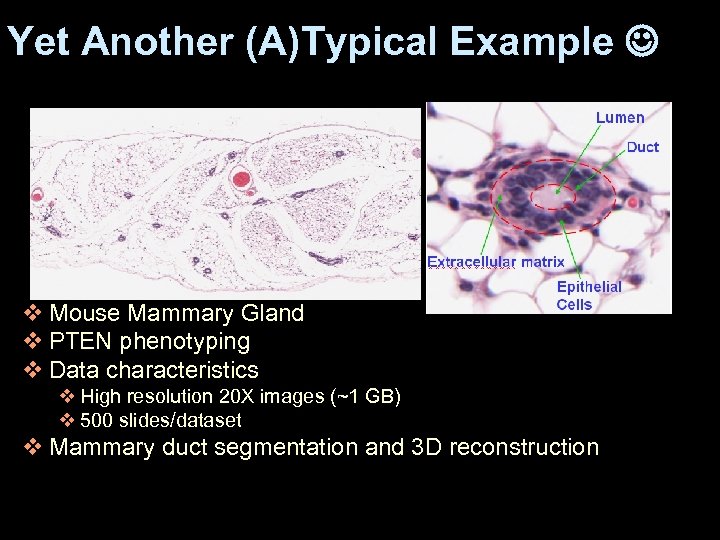 Yet Another (A)Typical Example v Mouse Mammary Gland v PTEN phenotyping v Data characteristics