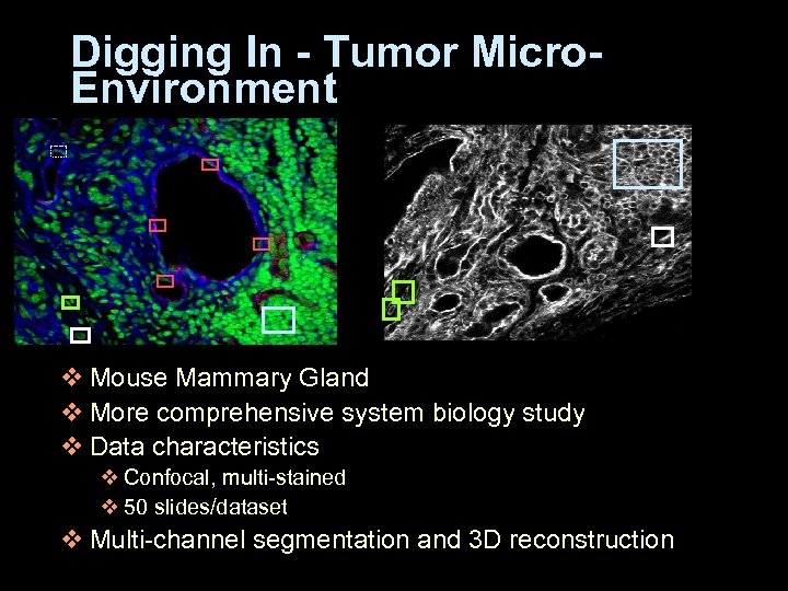 Digging In - Tumor Micro. Environment v Mouse Mammary Gland v More comprehensive system