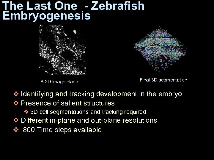 The Last One - Zebrafish Embryogenesis A 2 D image plane Final 3 D