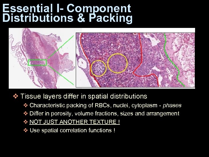 Essential I- Component Distributions & Packing v Tissue layers differ in spatial distributions v