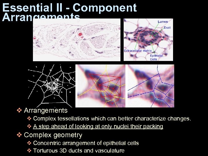 Essential II - Component Arrangements v Complex tessellations which can better characterize changes. v