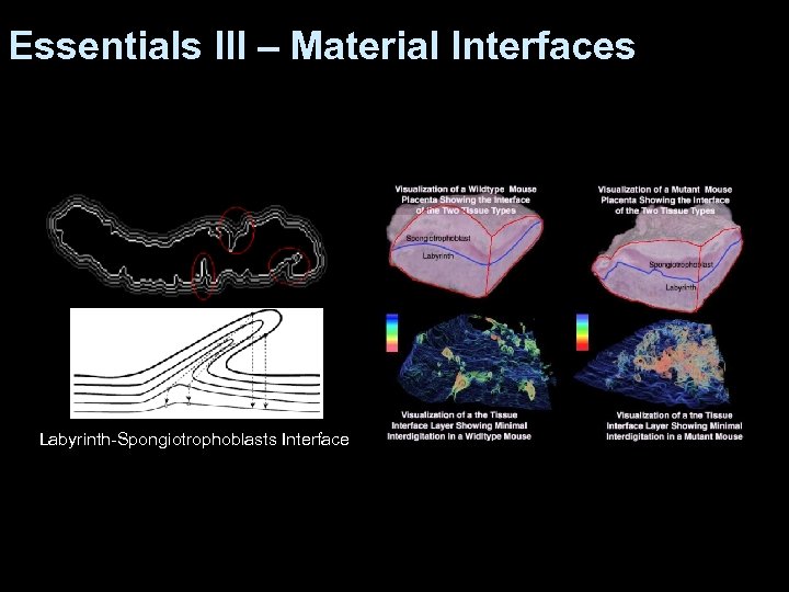 Essentials III – Material Interfaces Labyrinth-Spongiotrophoblasts Interface 