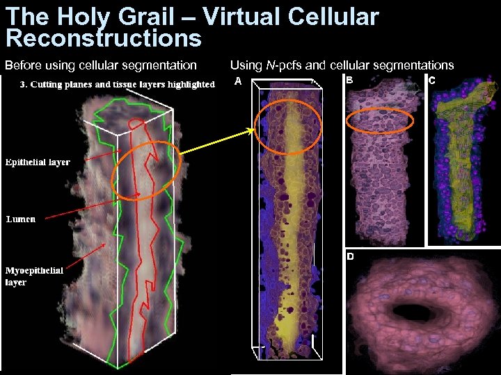 The Holy Grail – Virtual Cellular Reconstructions Before using cellular segmentation Using N-pcfs and