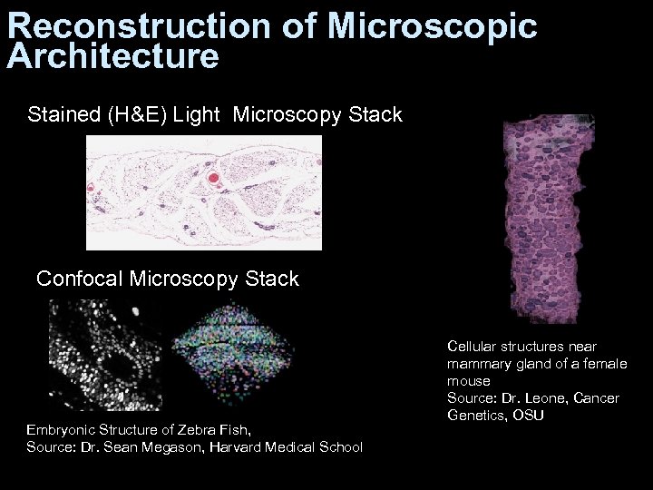Reconstruction of Microscopic Architecture Stained (H&E) Light Microscopy Stack Confocal Microscopy Stack Embryonic Structure