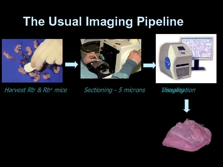 The Usual Imaging Pipeline Harvest Rb- & Rb+ mice Sectioning - 5 microns Visualization