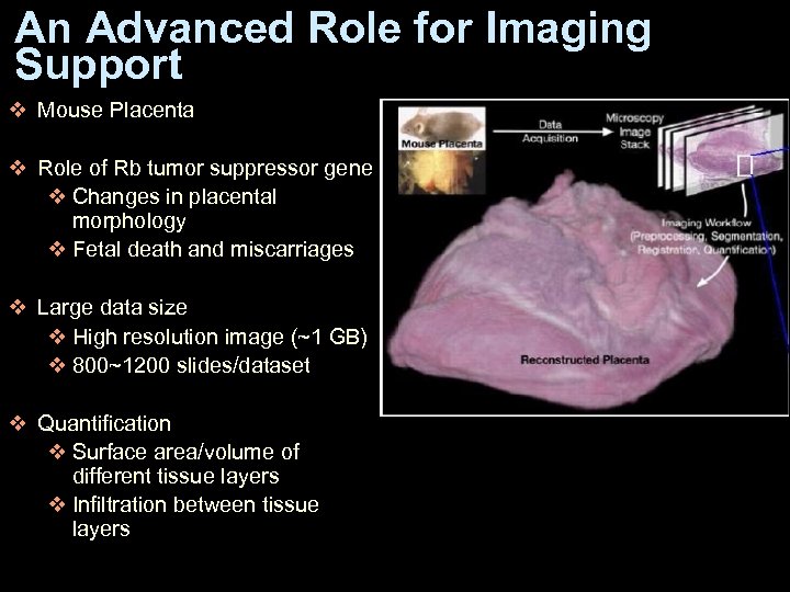 An Advanced Role for Imaging Support v Mouse Placenta v Role of Rb tumor