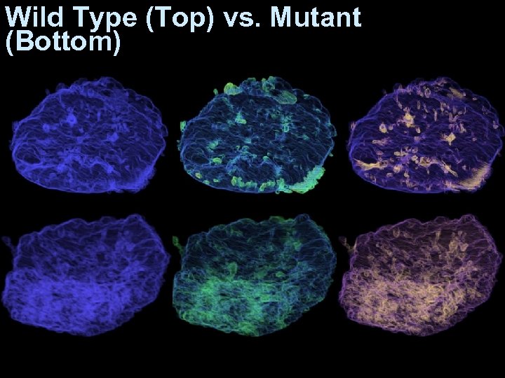 Wild Type (Top) vs. Mutant (Bottom) 
