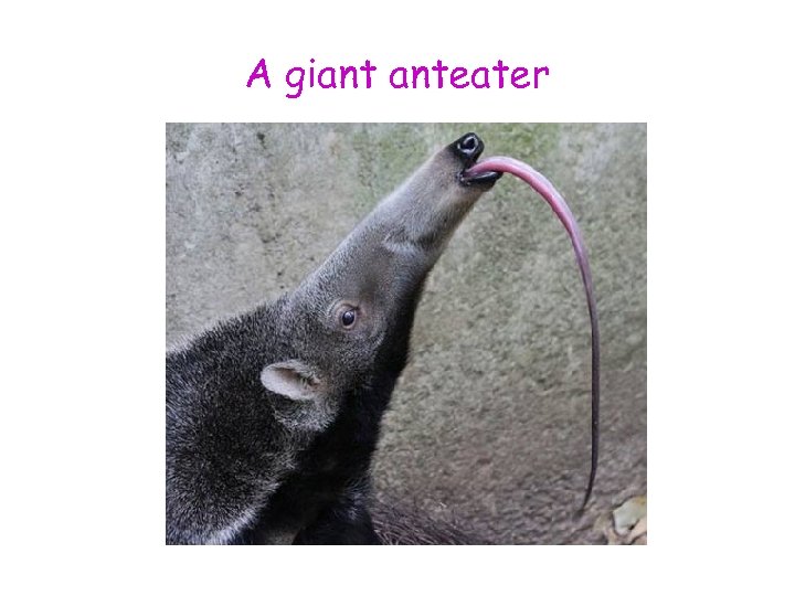 A giant anteater 