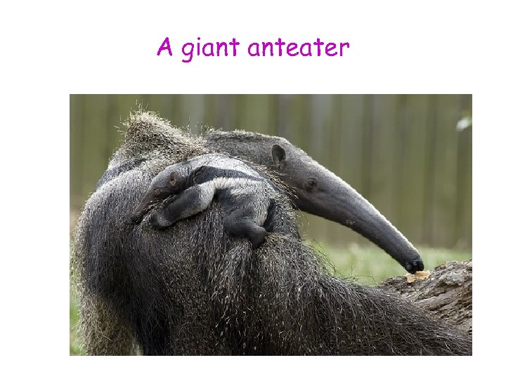 A giant anteater 