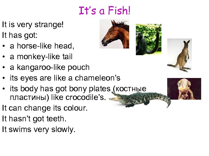 It’s a Fish! It is very strange! It has got: • a horse-like head,