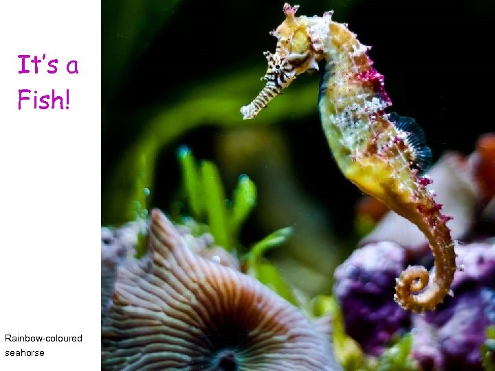 It’s a Fish! Rainbow-coloured seahorse 
