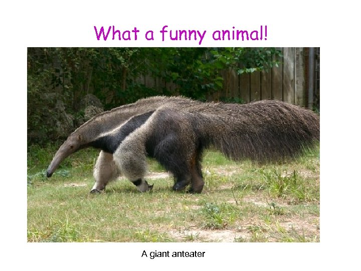 What a funny animal! A giant anteater 