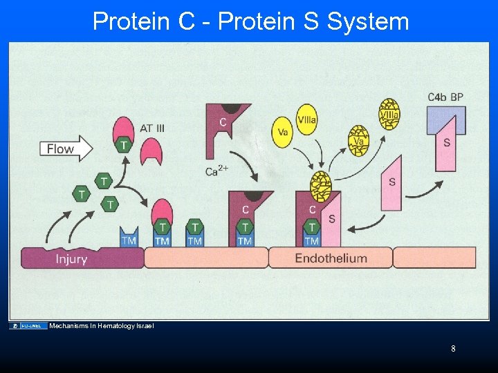 Protein C - Protein S System Mechanisms In Hematology Israel 8 