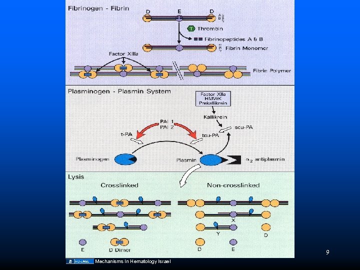 9 Mechanisms In Hematology Israel 