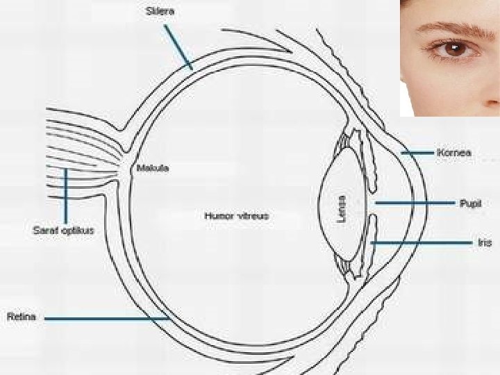 Клещ глазах схема. Fovea cranialis мозг. Слепое пятно когнитивное искажение. Фовеа при альбинизме схема. Контур фовеа в инверсии.