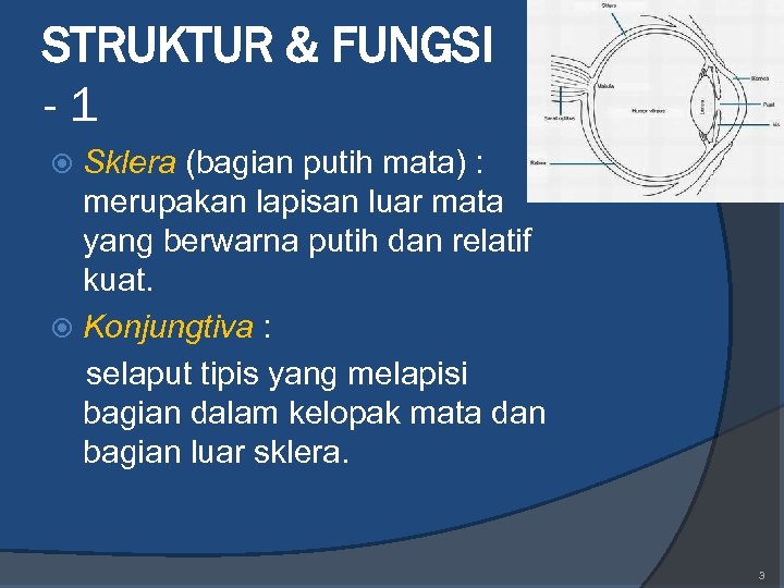 STRUKTUR & FUNGSI -1 Sklera (bagian putih mata) : merupakan lapisan luar mata yang