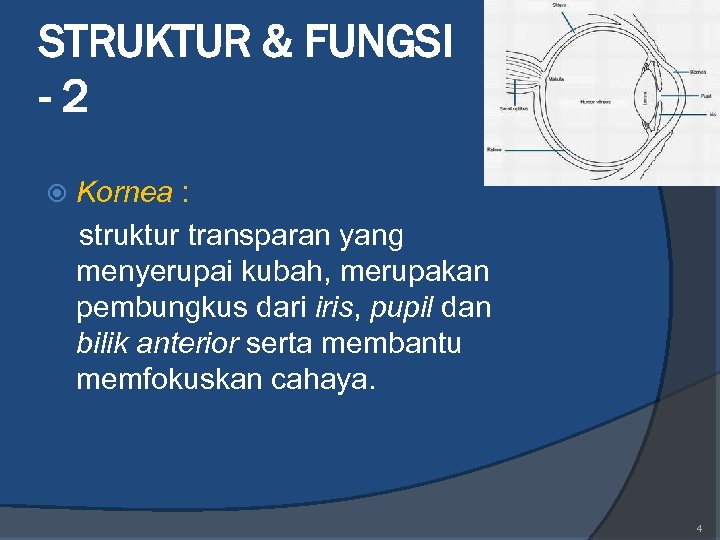 STRUKTUR & FUNGSI -2 Kornea : struktur transparan yang menyerupai kubah, merupakan pembungkus dari