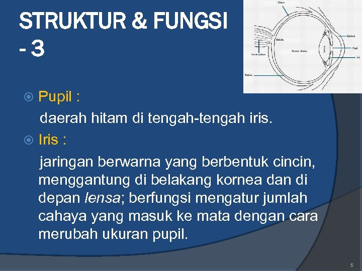 STRUKTUR & FUNGSI -3 Pupil : daerah hitam di tengah-tengah iris. Iris : jaringan