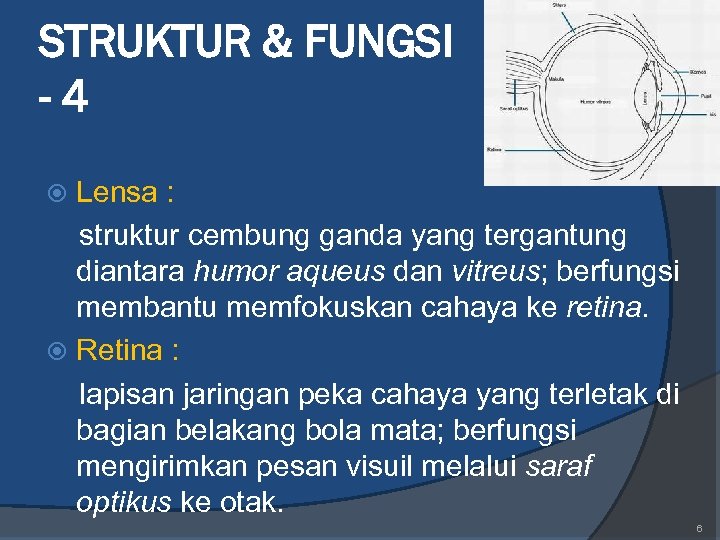 STRUKTUR & FUNGSI -4 Lensa : struktur cembung ganda yang tergantung diantara humor aqueus