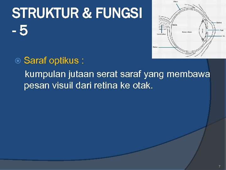 STRUKTUR & FUNGSI -5 Saraf optikus : kumpulan jutaan serat saraf yang membawa pesan