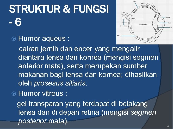 STRUKTUR & FUNGSI -6 Humor aqueus : cairan jernih dan encer yang mengalir diantara