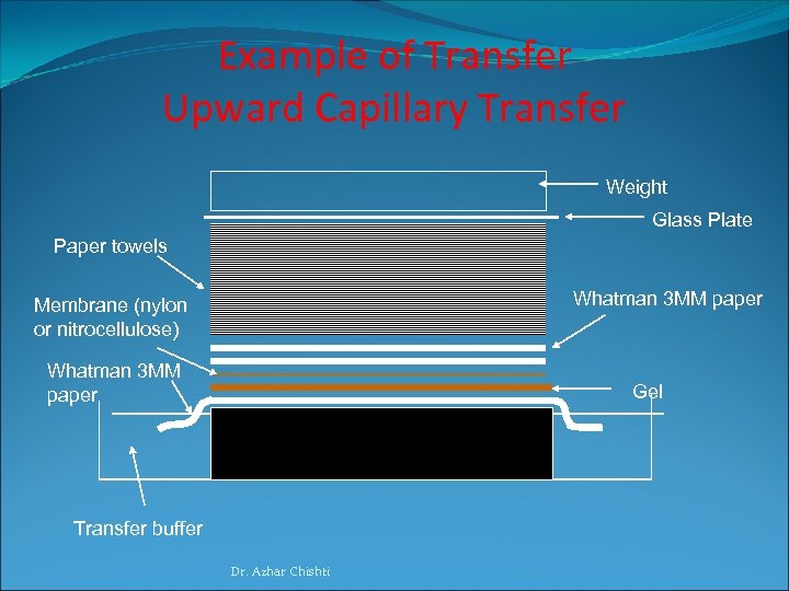 Example of Transfer Upward Capillary Transfer Weight Glass Plate Paper towels Whatman 3 MM