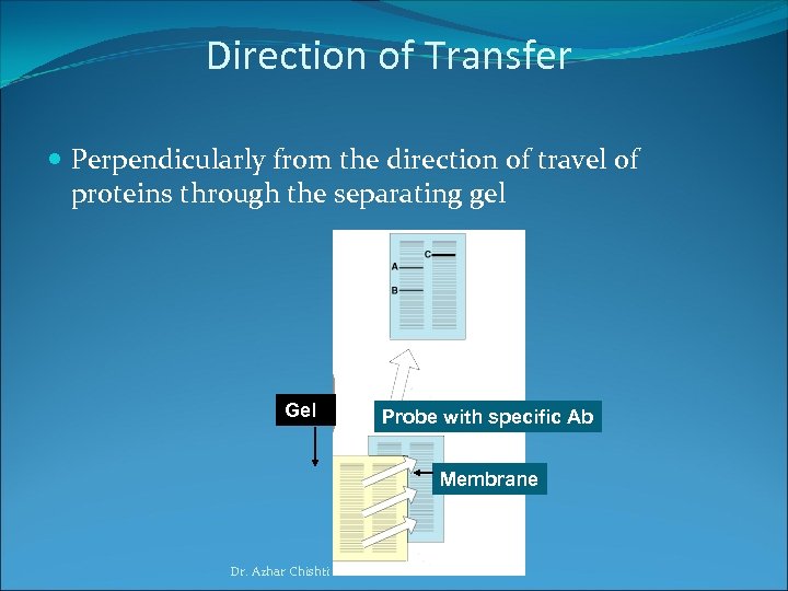 Direction of Transfer Perpendicularly from the direction of travel of proteins through the separating