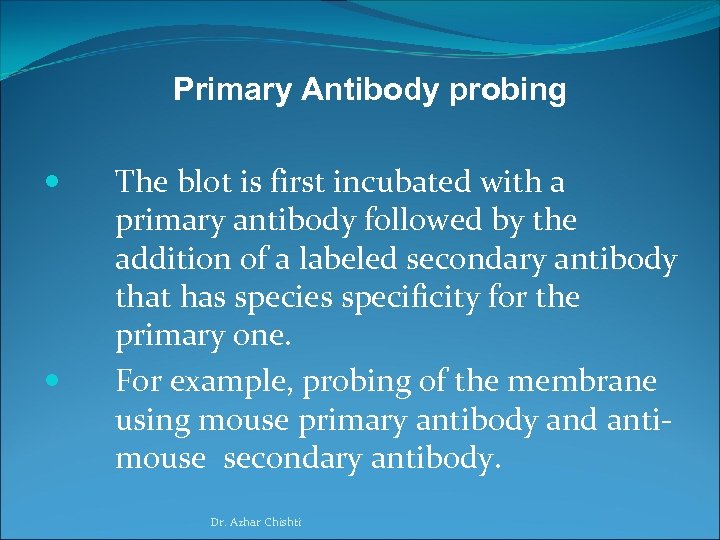 Primary Antibody probing The blot is first incubated with a primary antibody followed by