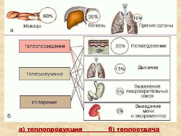 Термометрия животных презентация