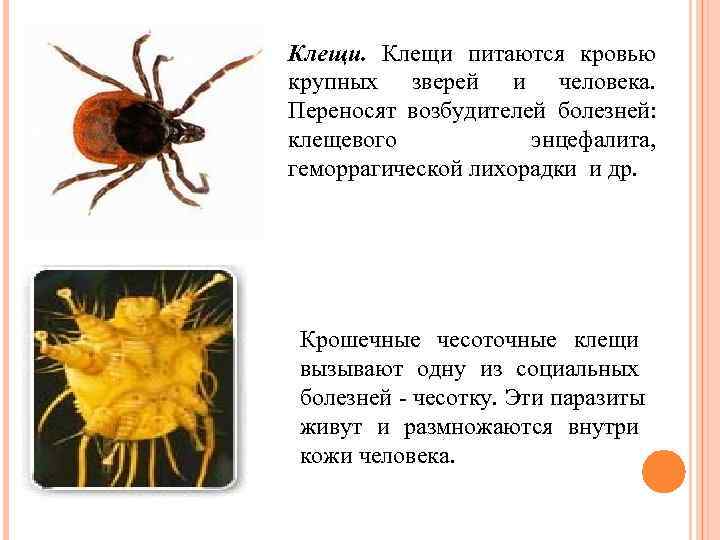 Клещи питаются кровью крупных зверей и человека. Переносят возбудителей болезней: клещевого  энцефалита, геморрагической