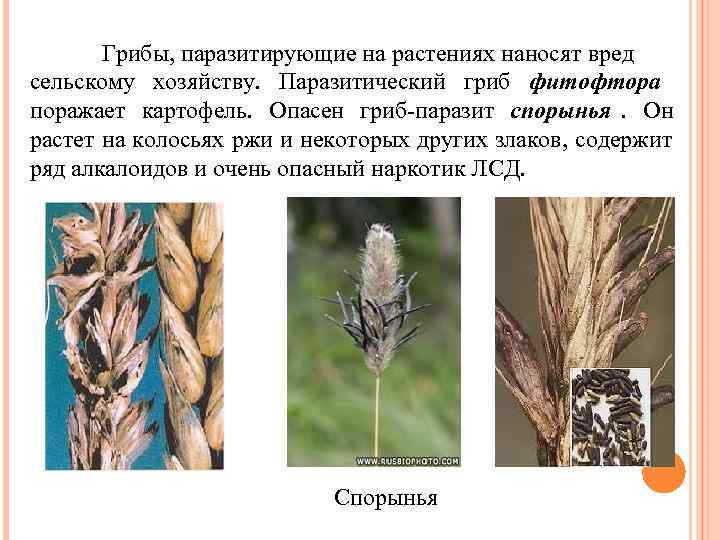   Грибы, паразитирующие на растениях наносят вред сельскому хозяйству. Паразитический гриб фитофтора поражает